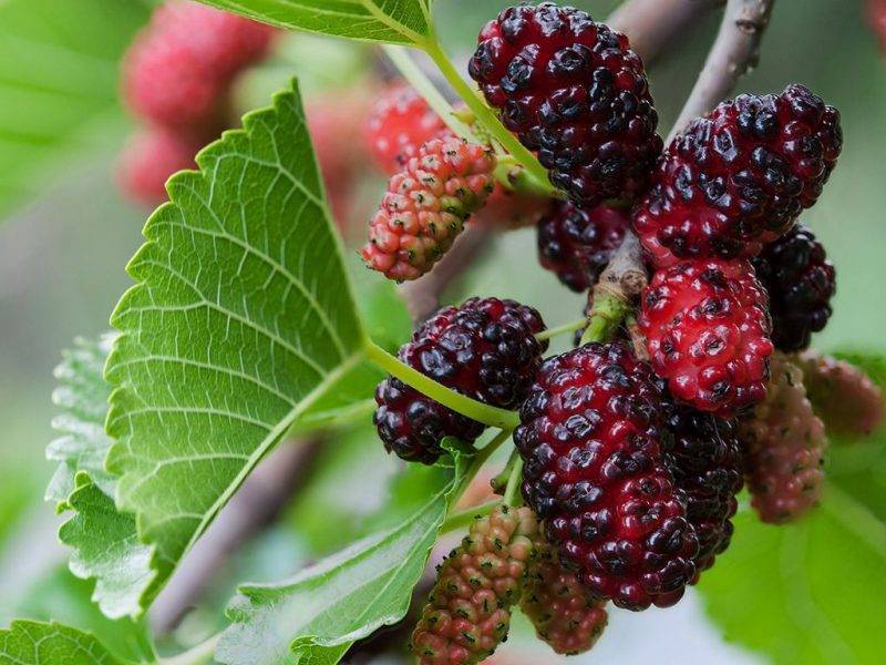 Шелковица купить саженцы из питомнике в Верхней Пышме