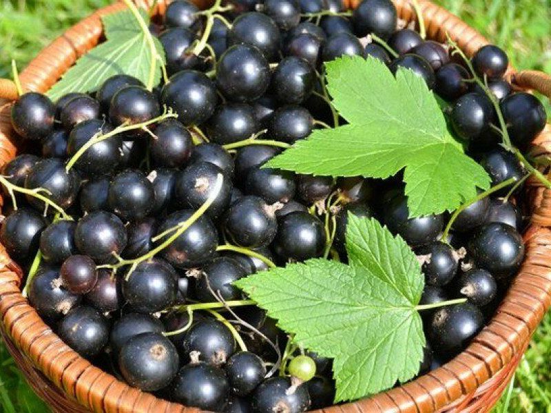 Смородина купить саженцы из питомника в Верхней Пышме