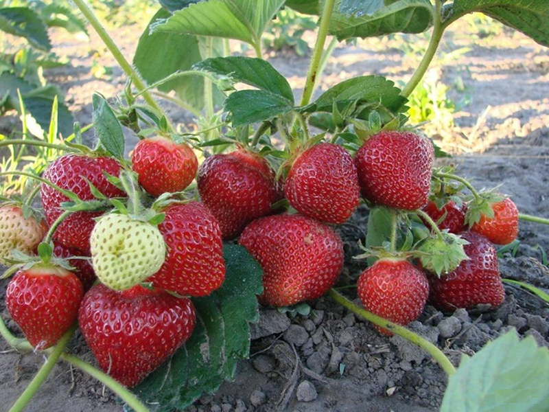 Клубника купить саженцы из питомника в Верхней Пышме