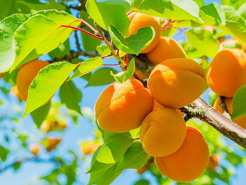 Абрикос купить саженцы из питомнике в Верхней Пышме