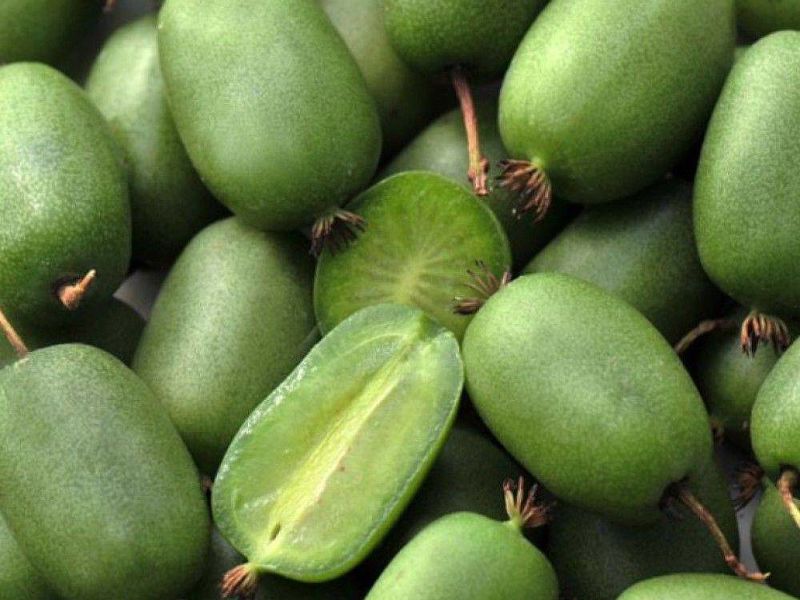 Актинидия купить саженцы из питомнике в Верхней Пышме