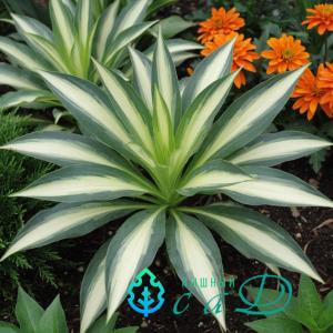 Хоста "ЛЕКСАЙД ЛИТТЛ ТАФТ"