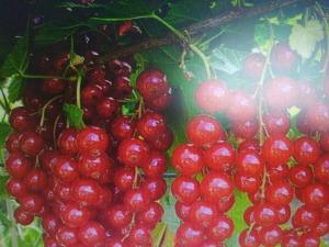 Смородина "УРАЛЬСКАЯ КРАСАВИЦА"