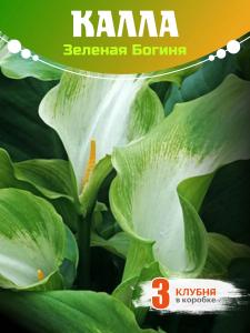 Калла клубни  Зеленая богиня 3шт