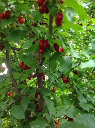 Кизил "ВЛАДИМИРСКИЙ"