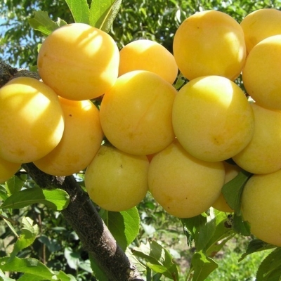 Слива "БЕЛОСНЕЖКА"